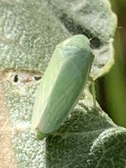 Gyponana angulata