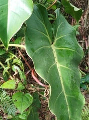 Araceae