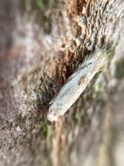 Bucculatrix bechsteinella