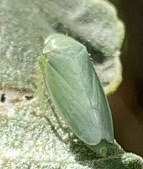 Gyponana angulata