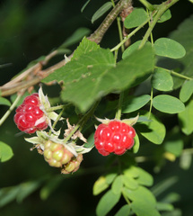 Rubus sachalinensis