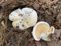 Multifurca ochricompacta