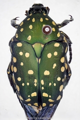 Protaetia niveoguttata