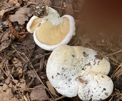 Multifurca ochricompacta