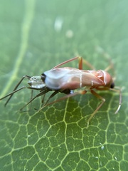 Pilophorus perplexus