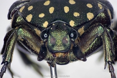 Protaetia niveoguttata