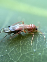 Pilophorus perplexus