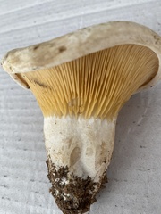 Multifurca ochricompacta