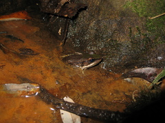 Lithobates palmipes