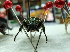 Protaetia niveoguttata