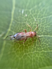 Pilophorus perplexus