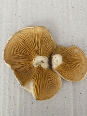 Multifurca ochricompacta