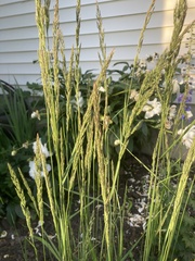 Calamagrostis × acutiflora