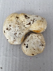 Multifurca ochricompacta