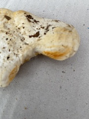 Multifurca ochricompacta