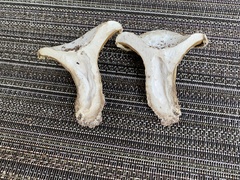 Multifurca ochricompacta