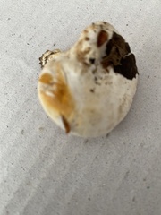 Multifurca ochricompacta