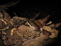 Lithobates palmipes