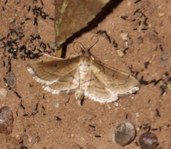 Cnaphalocrocis