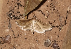 Cnaphalocrocis