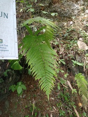 Amblovenatum immersum