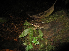 Lithobates palmipes