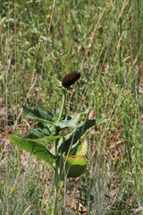 Rudbeckia occidentalis