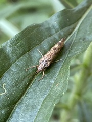 Hydropsyche pellucidula