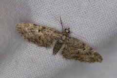 Eupithecia abbreviata