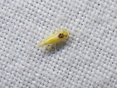 Erythridula pfrimmeri