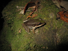 Lithobates palmipes
