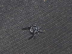 Thorelliola javaensis