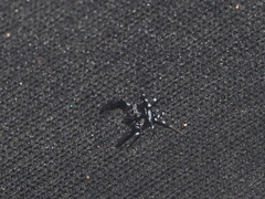 Thorelliola javaensis