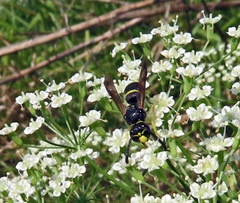 Ancistrocerus antilope