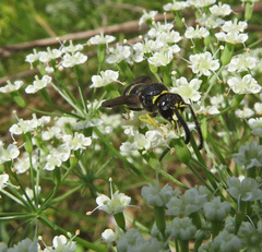Ancistrocerus antilope