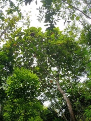 Artocarpus elasticus
