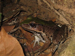 Lithobates palmipes