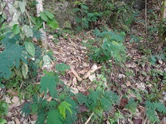 Thorelliola javaensis