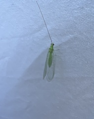 Ceraeochrysa lineaticornis