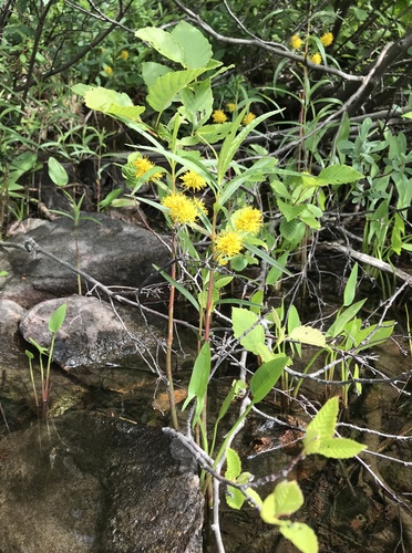Lysimachia thyrsiflora iNat (3)
