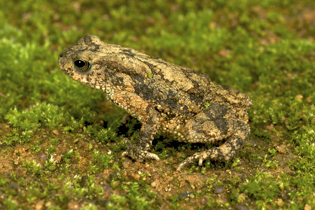 Taita Toad