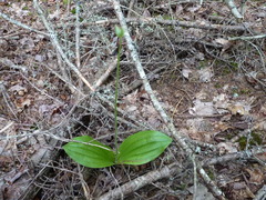 Cypripedium acaule image