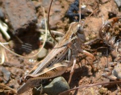 Melanoplus devastator