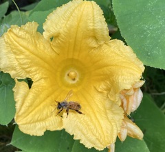 Apis mellifera