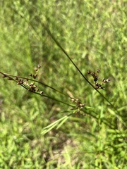 Juncus coriaceus