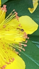 Toxomerus marginatus