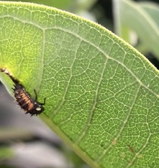 Harmonia axyridis