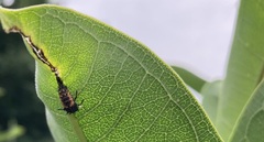 Harmonia axyridis