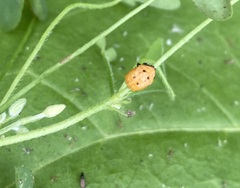Coccinella novemnotata