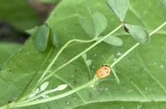 Coccinella novemnotata